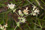 Toothed whitetop aster 